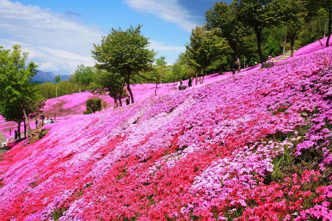 子暄丛生福禄考种子芝樱花种子五色梅种子景花花海绿化种子