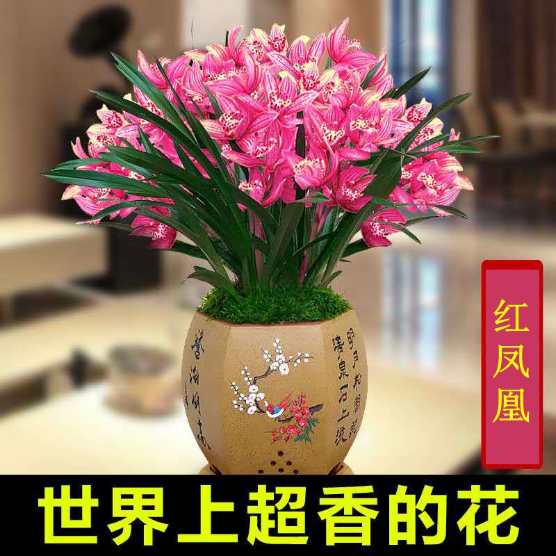 三维工匠浓香型四季开花兰花苗室内绿植盆栽室外阳台花卉