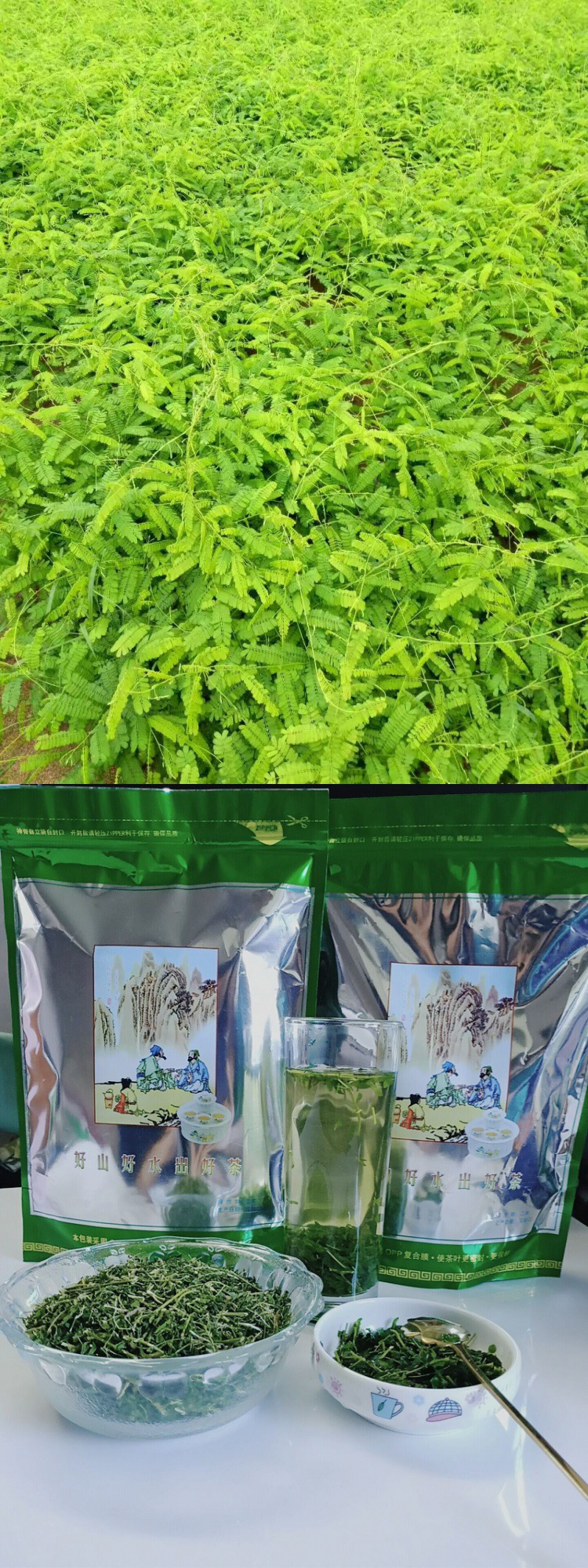 相思茶相思藤广西灵山特产散甘甜绿茶带2