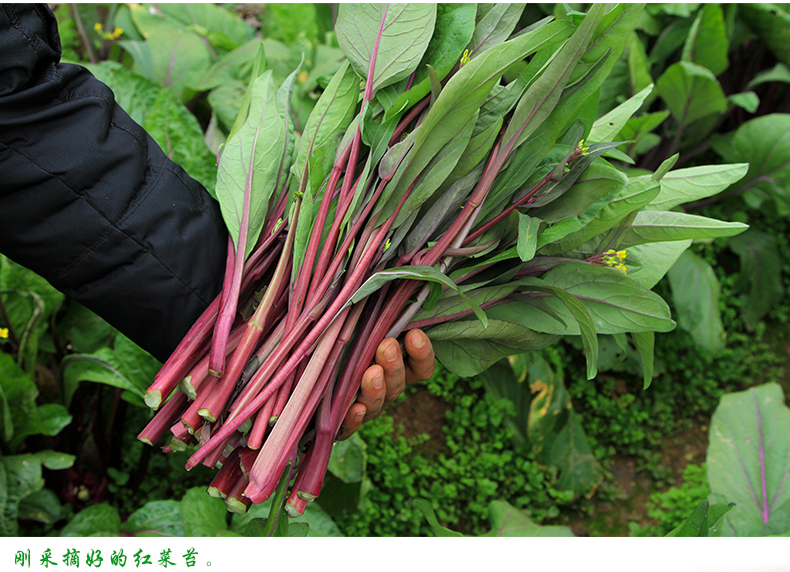 子喧四季播易种芥兰红菜心紫菜薹红油菜芯籽紫菘高产红菜苔籽蔬菜种子