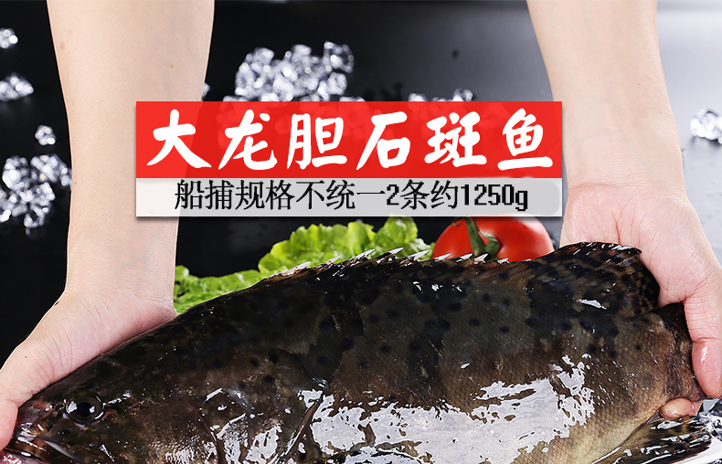 国产大龙胆鱼石斑鱼新鲜海鱼海鲜水产当天现捞鲜活生猛龙趸鱼2条23斤
