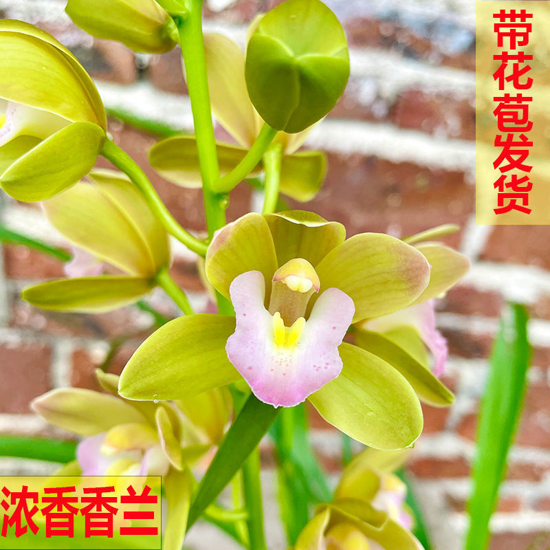 精品香妃兰花苗盆栽室内绿植除甲醛花卉建兰墨兰慧兰四季开花植物香兰