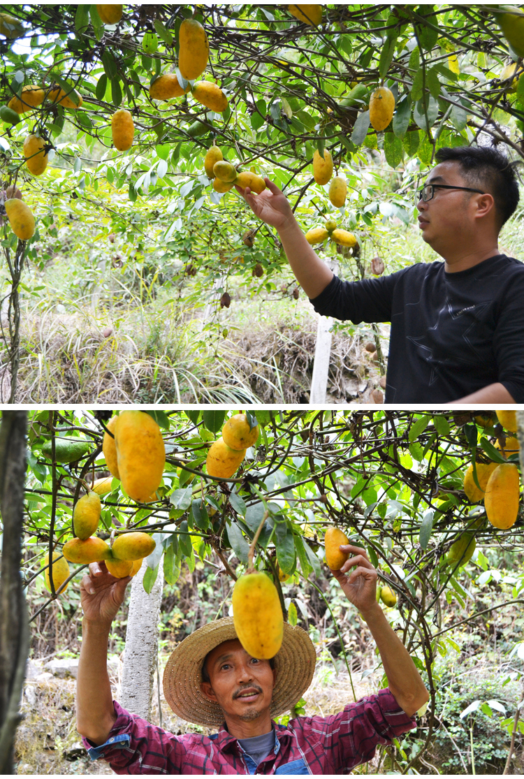 贵州九月黄树苗拿藤包牛卵坨种苗野果树