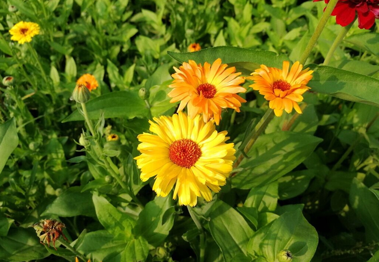 子喧观花种子金盏菊种子金盏花耐寒花种子景观绿化庭院阳台盆栽花卉