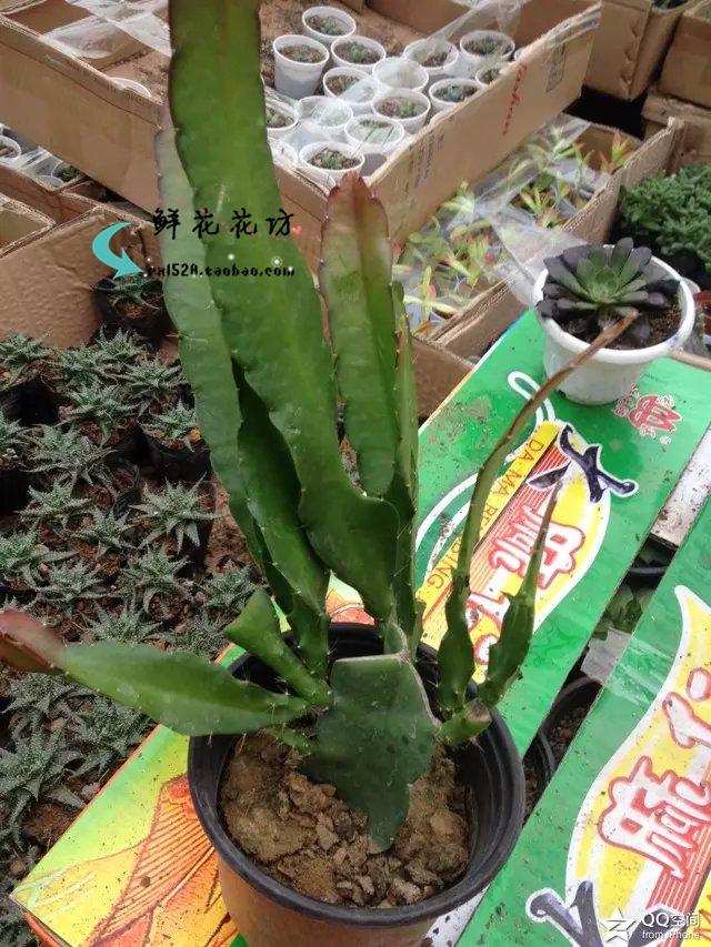 令箭荷花盆栽花卉室内绿植仙人掌多肉植物叶片扦插苗带根发货