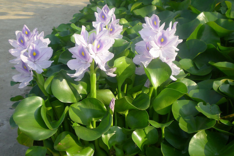 子暄水生水养绿植漂浮性水葫芦水草迷你盆栽造景植物水生水培花