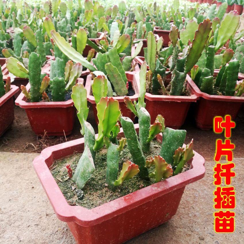 封后花卉室内绿植仙人多肉植物粉色令箭荷花苗盆栽叶片插苗带根发货