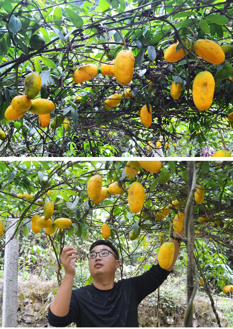 贵州九月黄树苗拿藤包牛卵坨种苗野果树