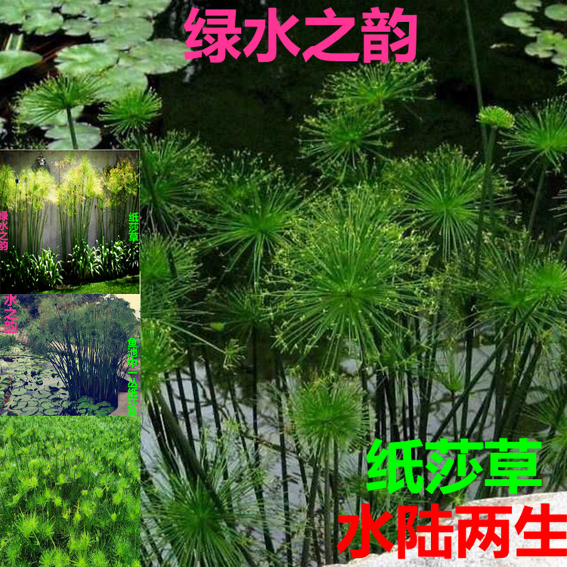 纸莎草细叶莎草多年生湿地公园造景耐寒耐热耐生挺水植物