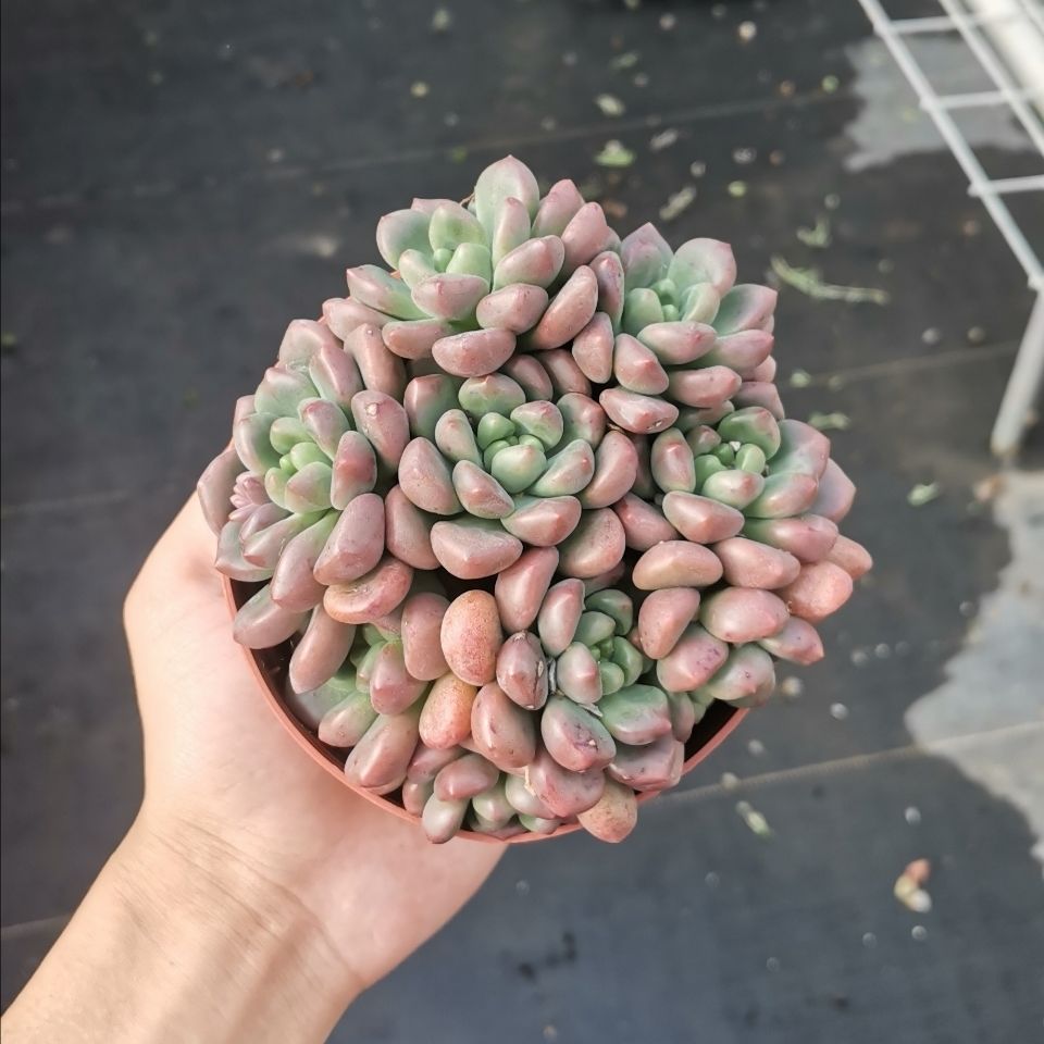 香奈儿稀有精品多肉植物室内花卉绿植盆栽小贵货多肉11cm盆径三至四头