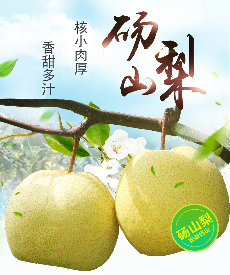 【有赠品】安徽砀山梨2.5kg 酥梨 冰糖雪梨 百年老树梨子 新鲜水果