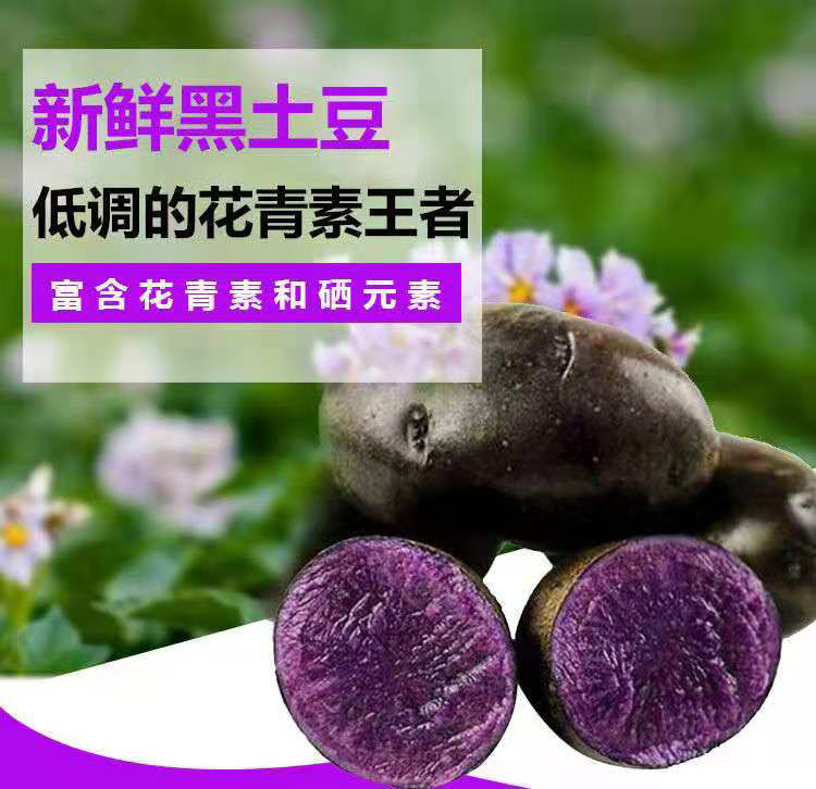 湛航 甘肃黑土豆新鲜紫土豆 特产紫色马铃薯含花青素蔬菜乌洋芋