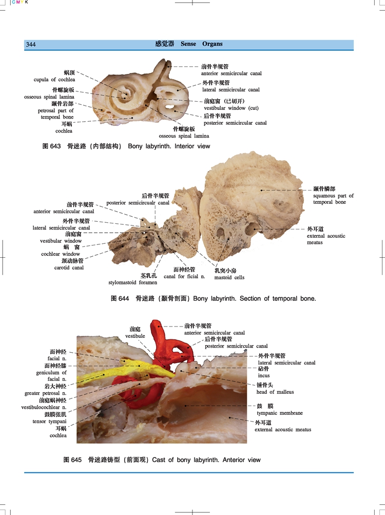 正版人体解剖学标本彩色图谱第2版经典医学工具书广东科技出版社真人