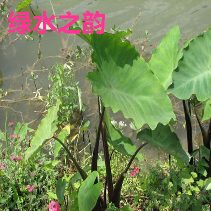 挺水植物紫芋水生植物水芋苗污水处理植物根系发达净化水质绿梗芋