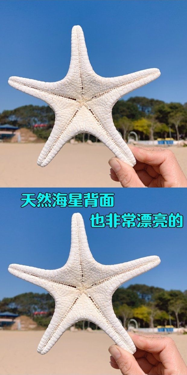 天然海星大霸王海星彩色海星海边小礼物家居地台贴墙装饰品摆件天然