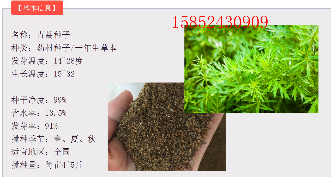 子喧 散装出售花蒿 青蒿种子 香蒿种子蒿 廪蒿 茵陈蒿 苹蒿种子