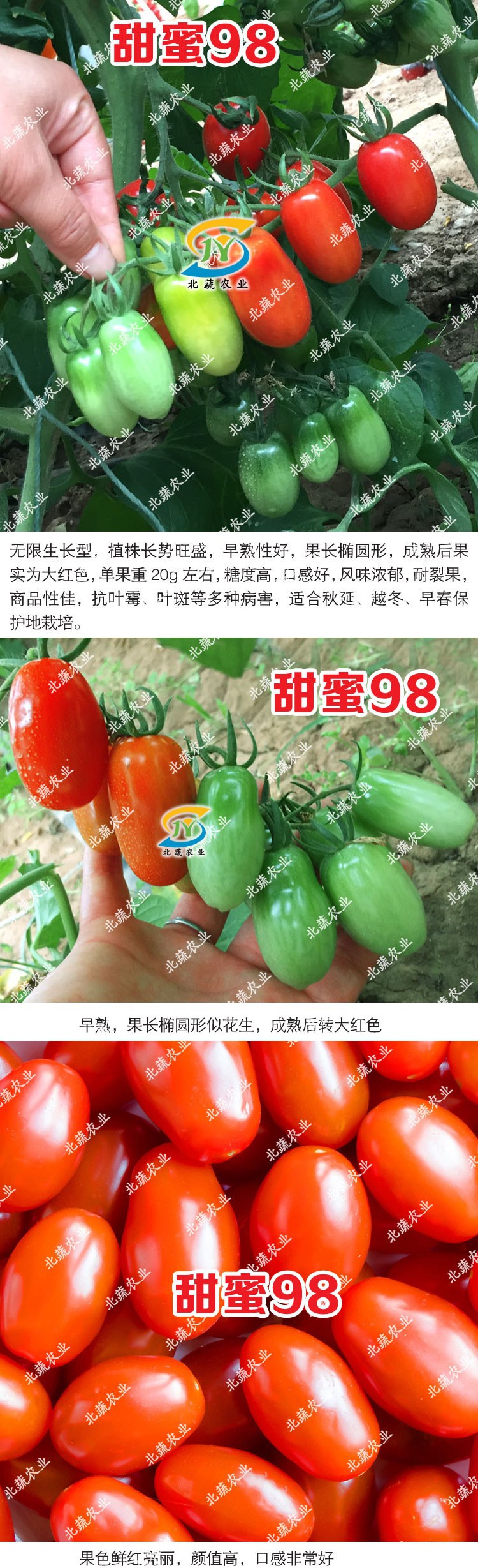 409花生番茄柿子种子小樱桃西红柿种籽红色东北丹东超甜水果四季