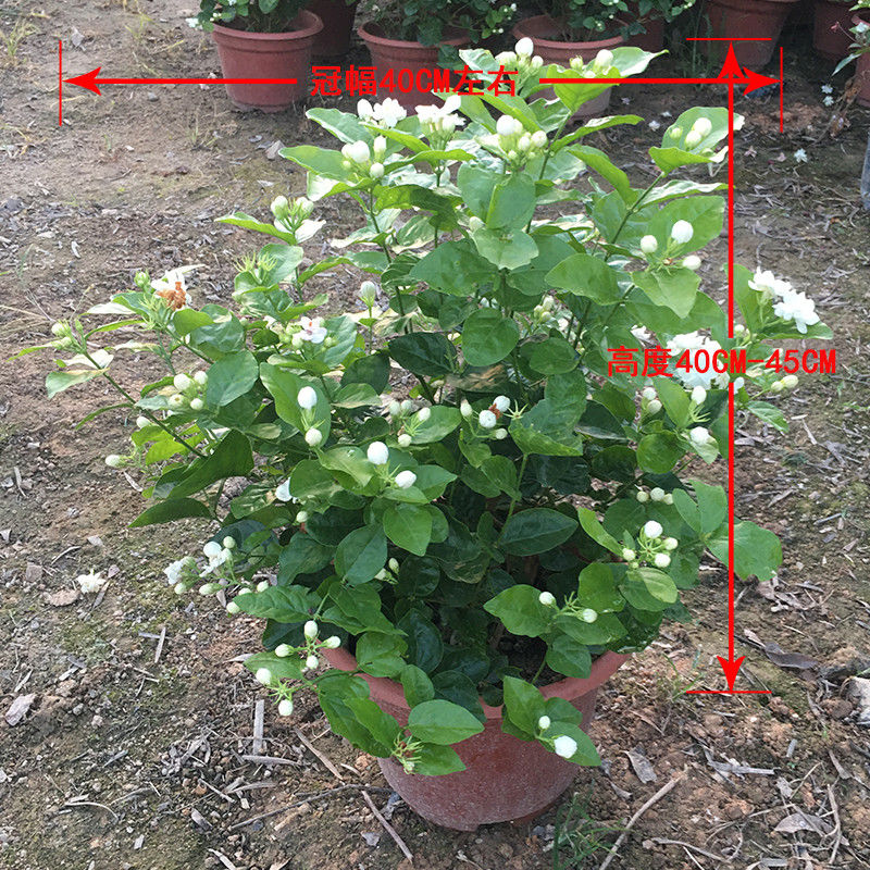 三维工匠带花苞重瓣虎头茉莉花圆叶宝珠茉莉多瓣白茉莉花盆栽芳香迷人