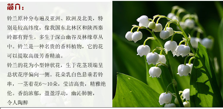 欣丽邦(xinlibang 四季易种铃兰花苗根茎种球室内阳台室外盆栽植物