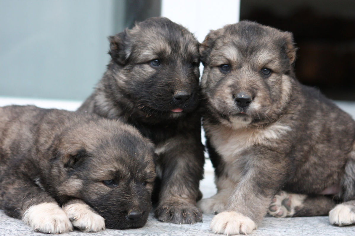 狗狗活体中华田园犬土狗幼崽领养农村看家护院大黄狗花白黑狗金毛 特