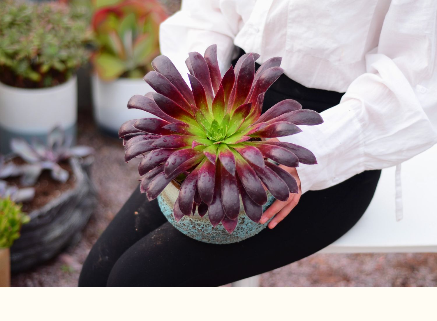 回固万圣节法师沙拉碗黑法师植物铜壶玫瑰缀化超萌多肉有间花舍