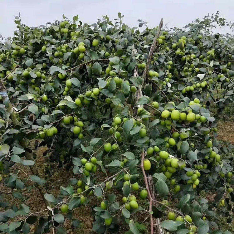 大青枣树苗台湾大青枣嫁接苗苹果枣蜜丝枣雪蜜枣四季可种当年结果蜜丝