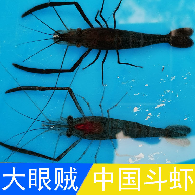 大眼贼中国斗虾长脚虾河虾除藻虾日本品种虾极品7cm以上2只