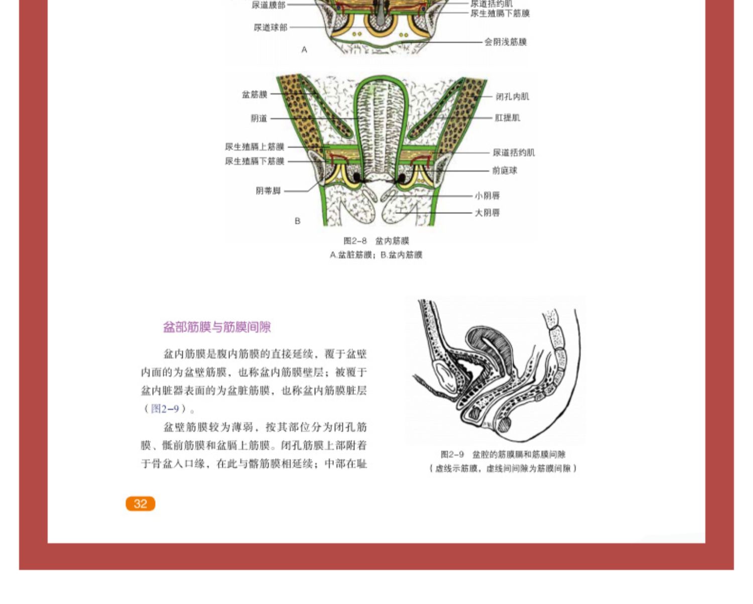 【正版新书】正版 泌尿外科临床解剖学 第2二版 泌尿外科图像解剖与