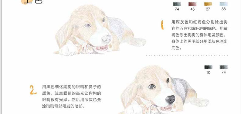 狗狗绘 33只萌犬的色铅笔图绘 彩铅绘物语飞乐鸟绘画书色铅笔手绘集合