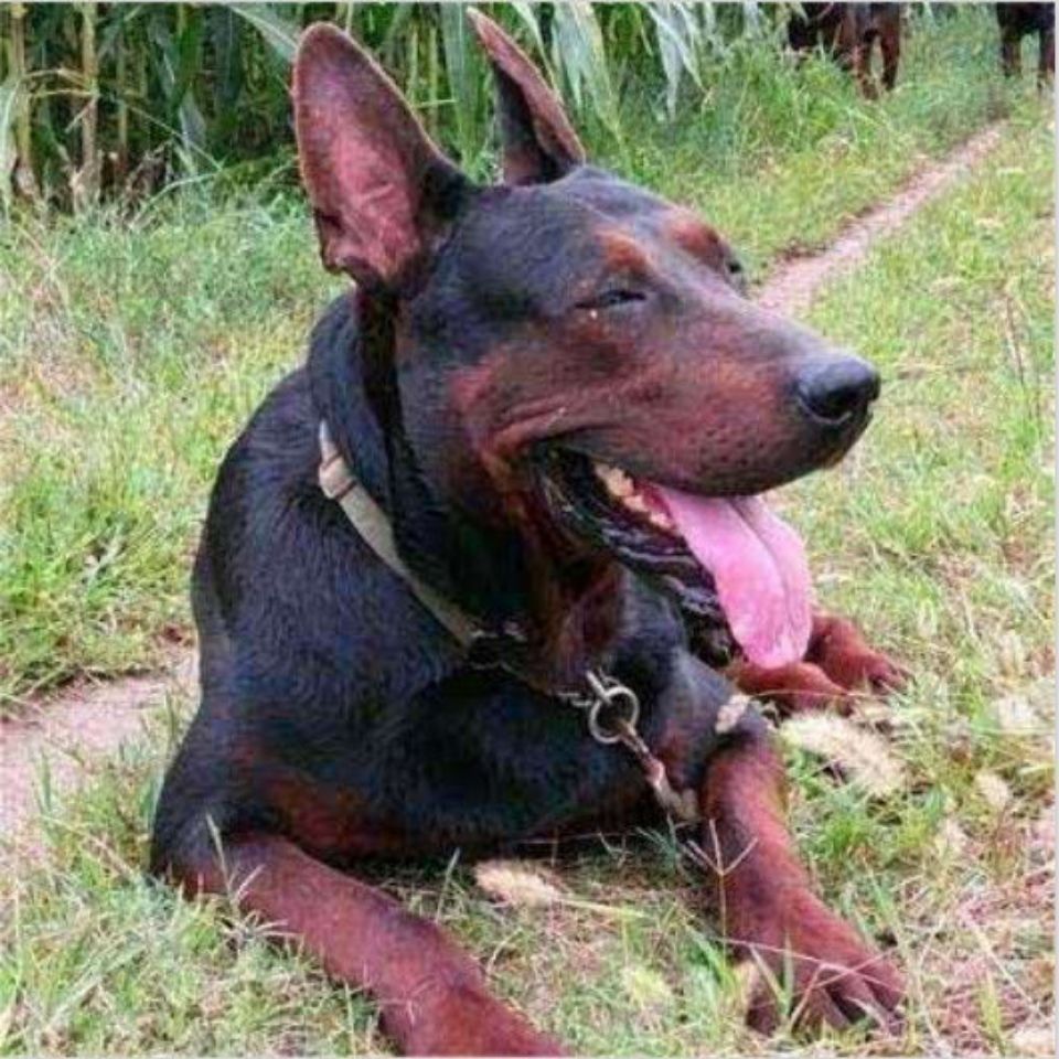 领养莱州红幼犬活体纯种苏联红狼犬山红犬幼崽看家狼