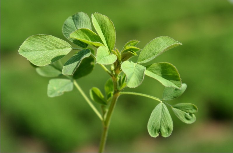 超级新品 进口紫花苜蓿种子苜蓿草南方牧草种子北方多年生耐寒牛羊兔