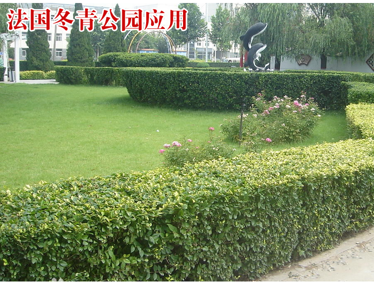 精品小叶杨苗瓜子杨苗法国冬青苗冬青苗金边杨庭院绿篱树苗绿化苗木