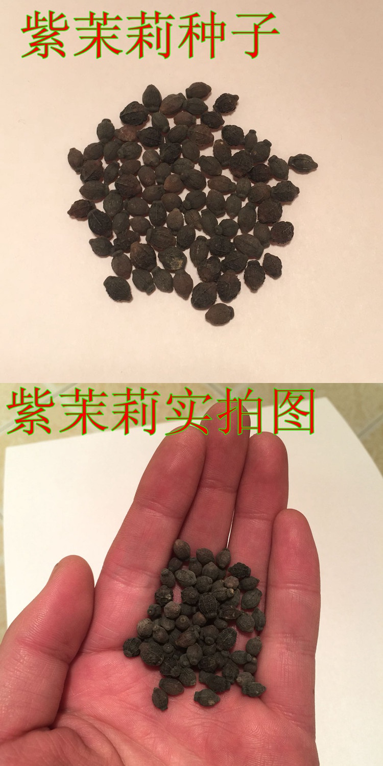 播种草茉莉花种子夜来香种子家庭阳台庭院盆栽易活播种易种花卉