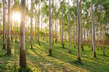 林木种子 速生桉树种子 巨桉树 小叶桉树种子 公园行道树绿化苗木