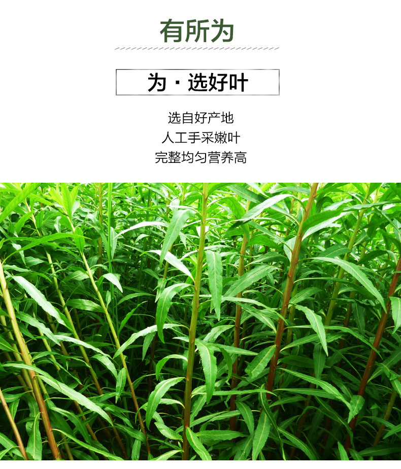 神农金康正品古蔺赶黄草四川叶花蕾喝酒茶解9益生不醉护茶叶肝茶