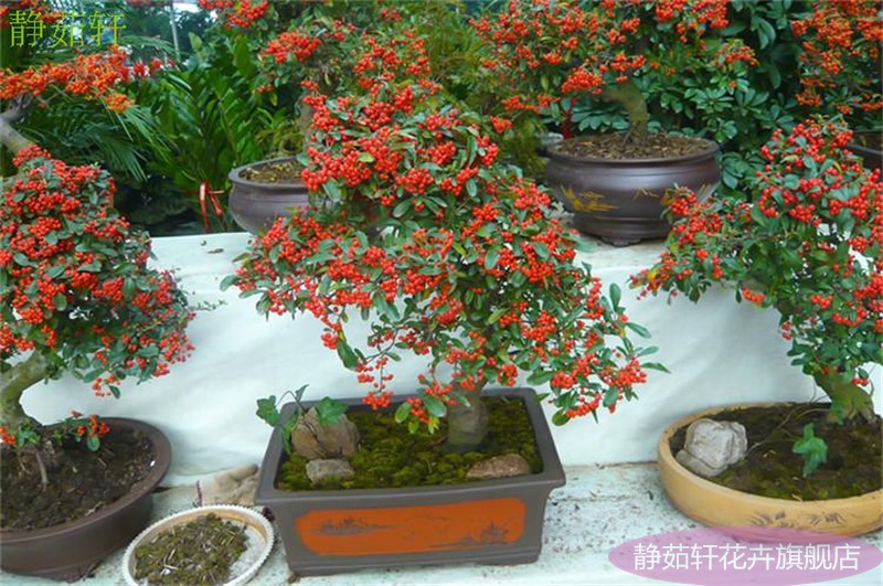 封后火棘盆栽满堂红造型老桩室内客厅阳台外花卉绿植观果植物6年火棘
