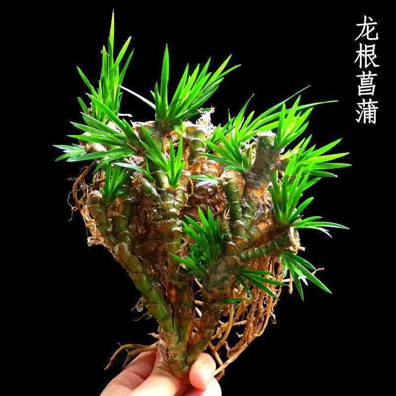 石菖蒲龙根盆景水培植物乌龟伴侣办公室盆栽香味水草绿植石菖蒲龙根3