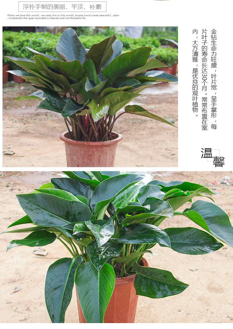 大叶金钻植物蔓绿绒盆栽花卉净化空气吸甲醛室内大型绿植四季常青