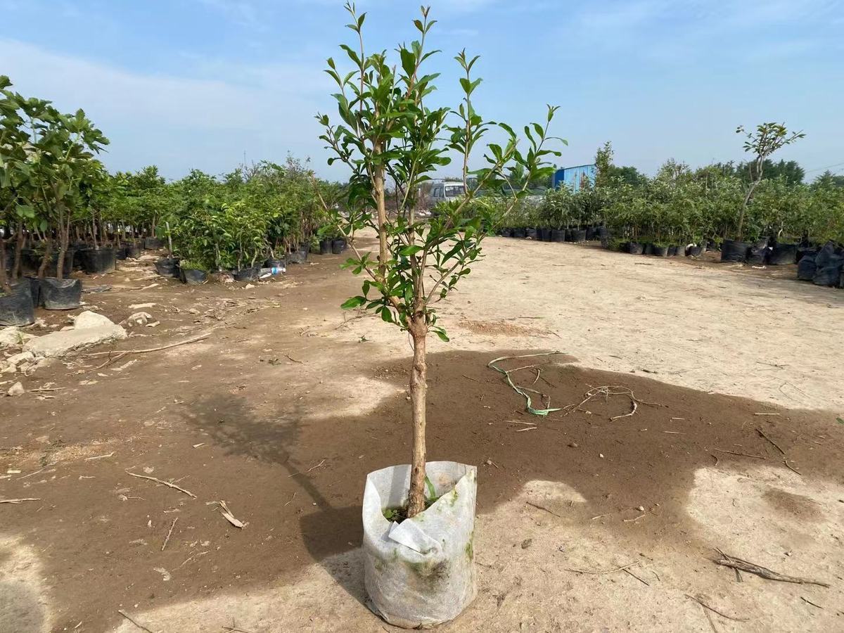 突尼斯无仔软籽石榴树苗石榴花盆景盆栽地栽室内室外阳台庭院绿植