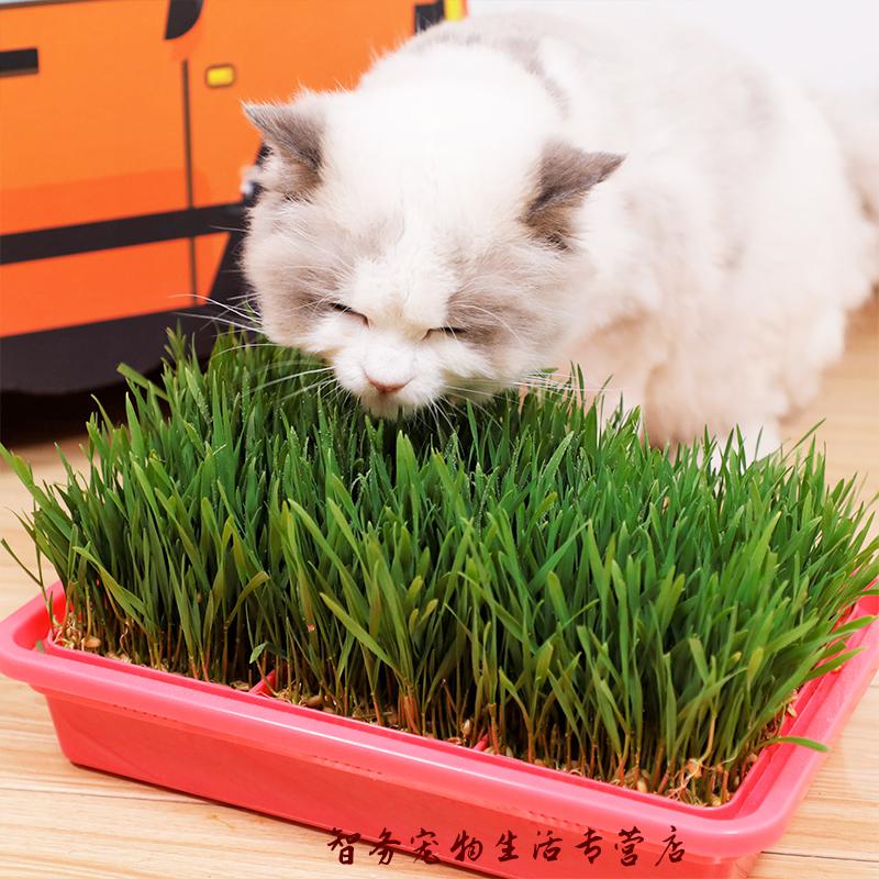 猫草水培猫草种子种植套装猫零食去毛球猫草种籽猫薄荷猫草种植盆6个