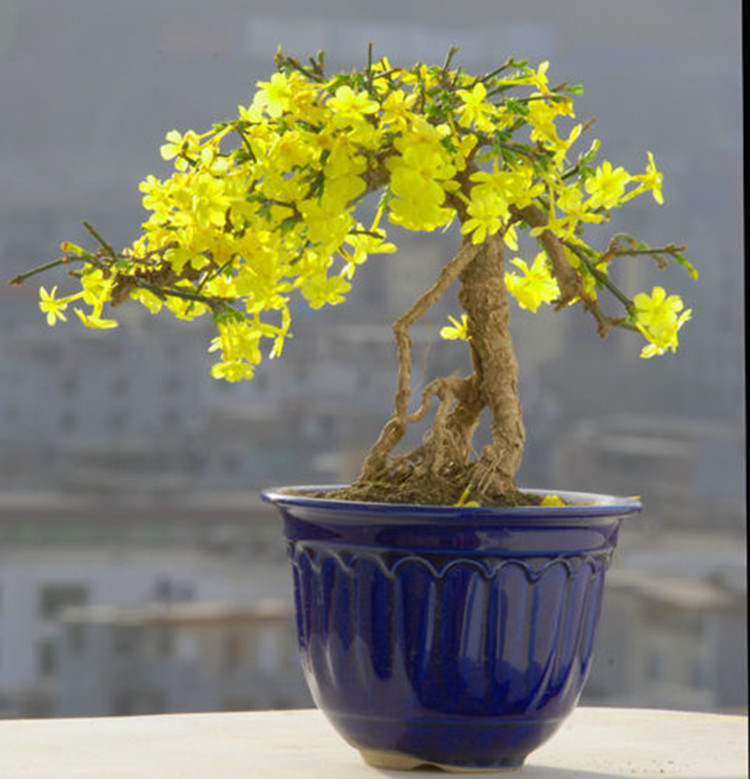 迎春花盆栽精品提根造型盆景树桩小叶虎蹄迎春室内盆景绿植盆栽