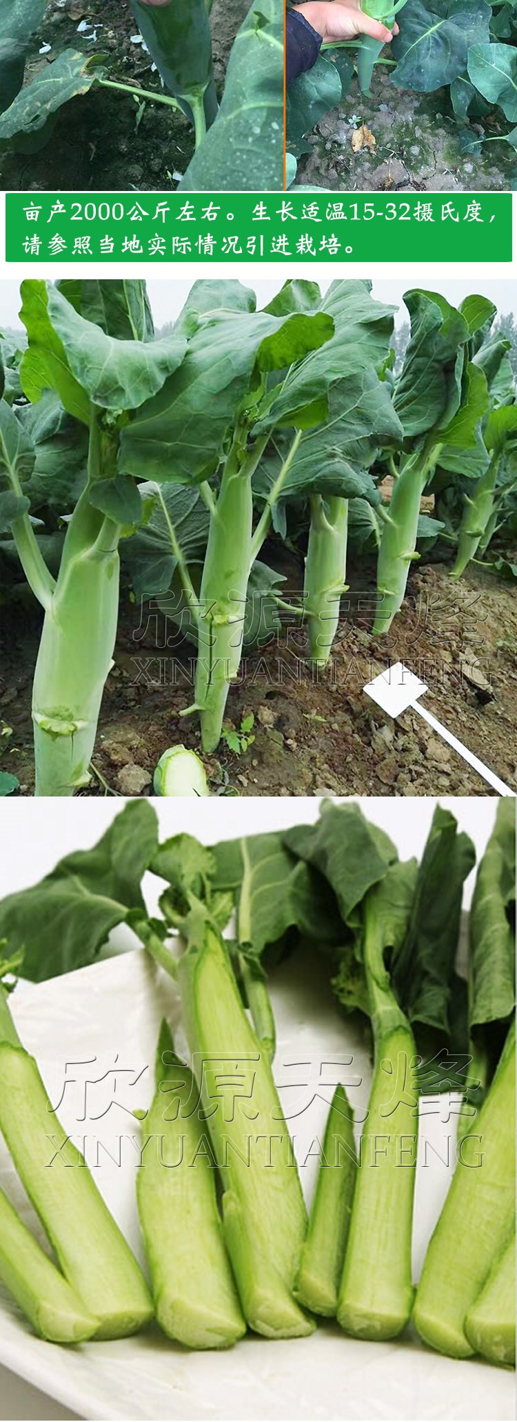 四季甜芥兰种子芥菜高产芥兰菜种籽甜脆芥蓝各种蔬菜种植阳台菜