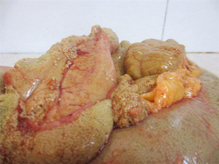 新鲜鱼籽鱼鱼泡鱼杂1斤鱼子鱼卵鱼鳔鱼杂鱼内脏鱼籽新鲜鲤鱼鱼籽新鲜