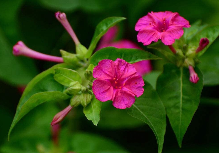 子喧观花种子紫茉莉种子茉莉花花种子胭脂花阳台易种盆栽花种子