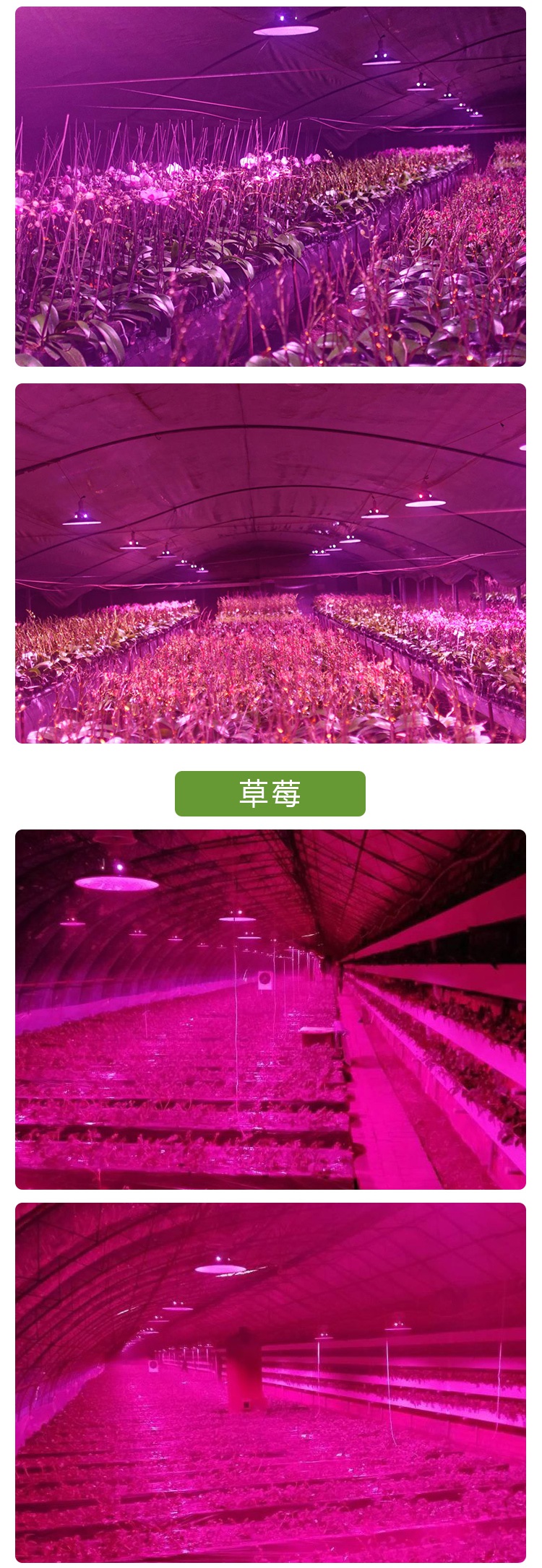 生长灯室内蔬菜瓜果草莓上色led仿太阳补光灯【价格 图片 品牌 报价】