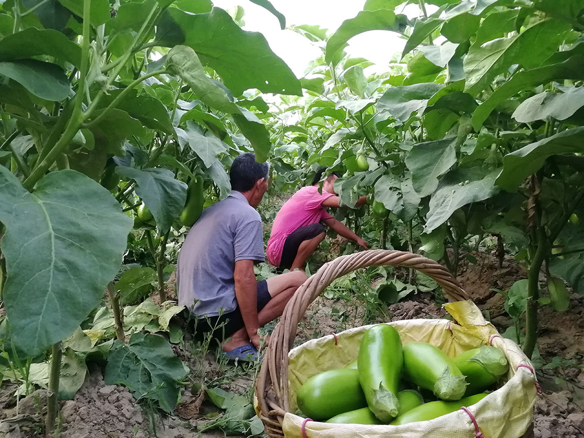 净重5斤新鲜青茄子坏果包赔河南特产青茄子新鲜绿茄子圆茄子新鲜蔬菜