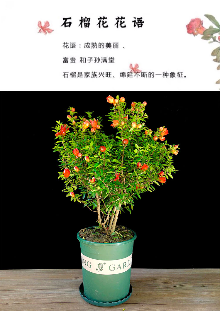 封后石榴树盆栽室内阳台四季开花观赏小石榴庭院花卉带花净化空气植物
