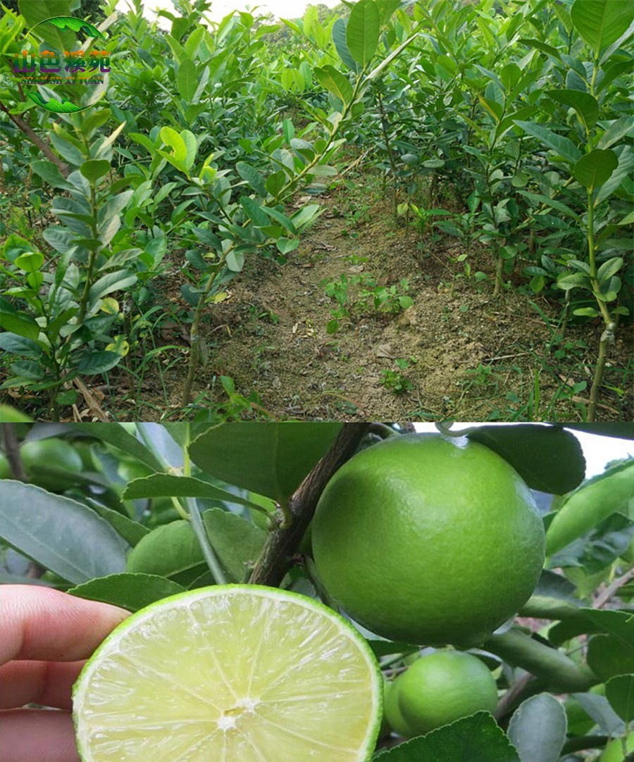 山色溪苑 柠檬树苗 盆栽地栽 香水柠檬 青皮柠檬 庭院阳台果树苗四季