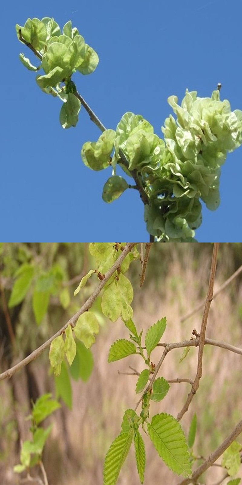 北园湖鲜花绿植 榆树苗 榆树小苗 白榆家榆,榆钱树树