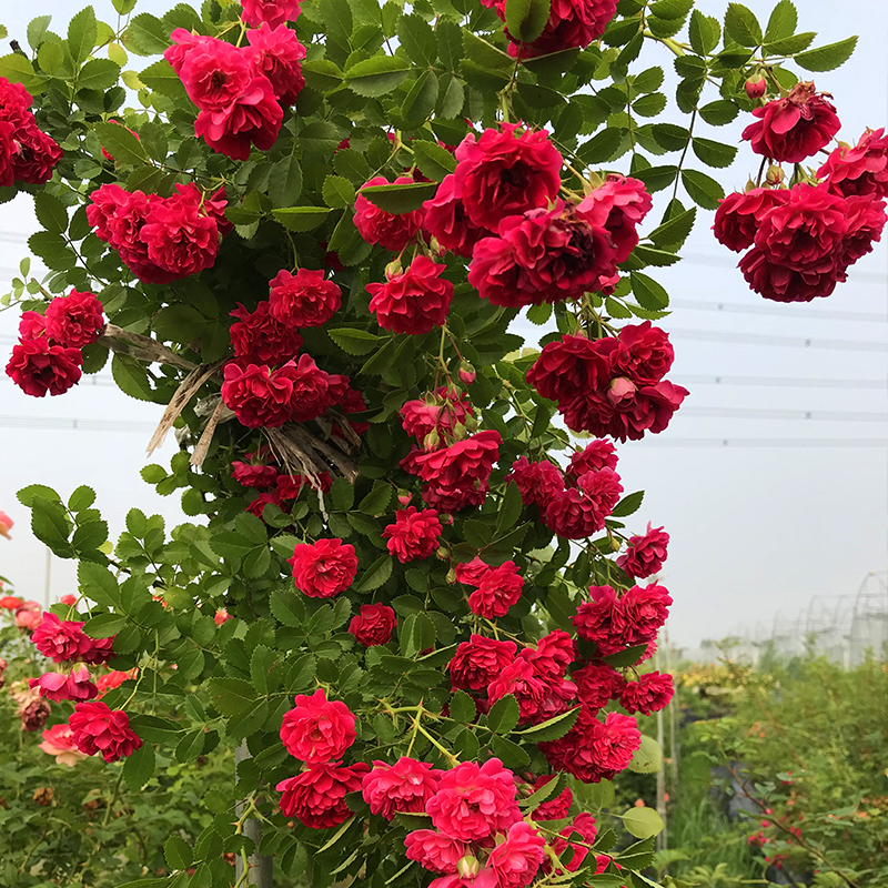 藤本甜蜜红木香花苗大苗爬藤植物白木香花苗盆栽四季浓香七里香